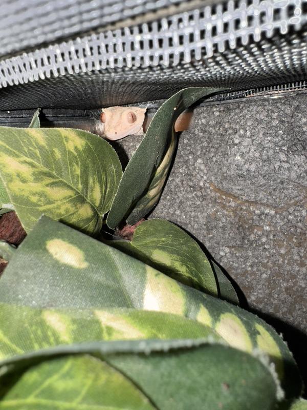 The plants at the bottom of her cage and her peeking out at the top