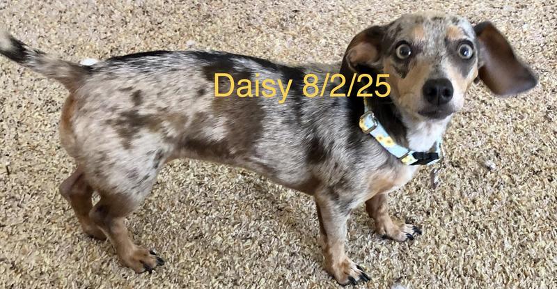 Daisy in her Daisy collar & name tag