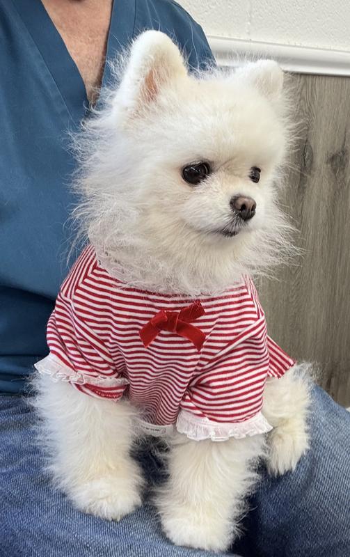 Cute shirt on Pomeranian!🩷