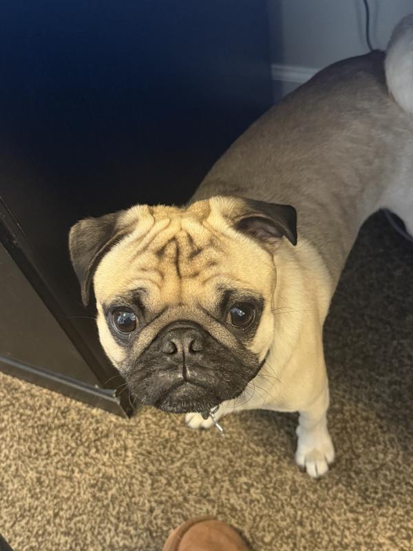 Patiently waiting for his stick