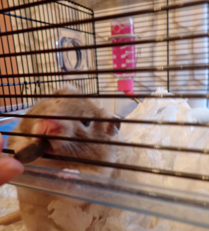 This is my hamster eating a sunflower seed from the packege.