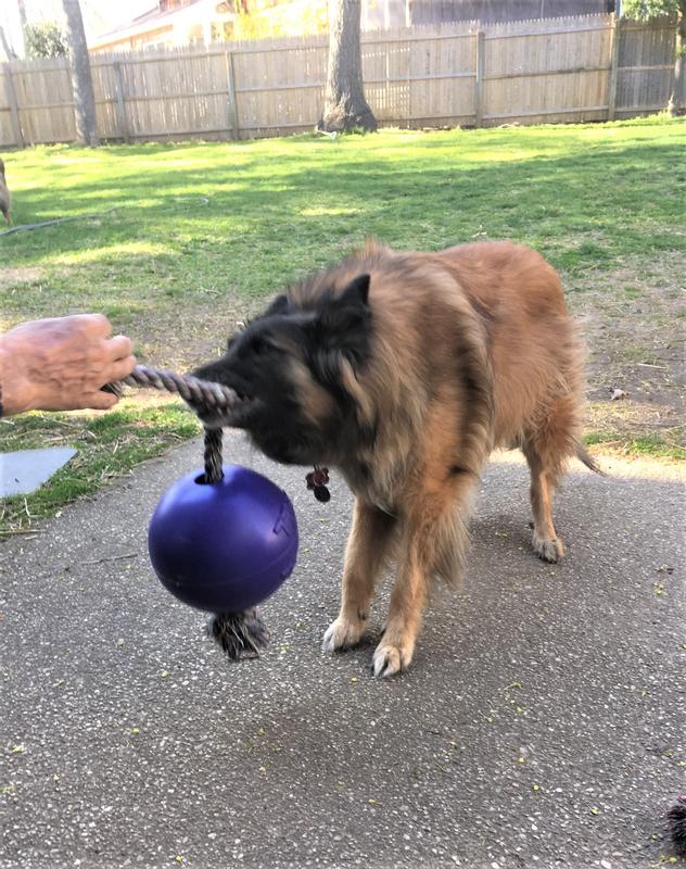 11.5 yrs old  Still wins at tug  :)