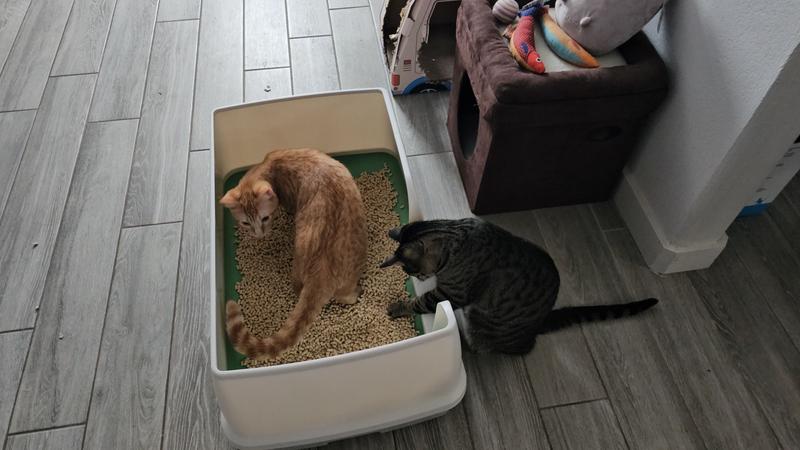 Mini thinks it's a toy