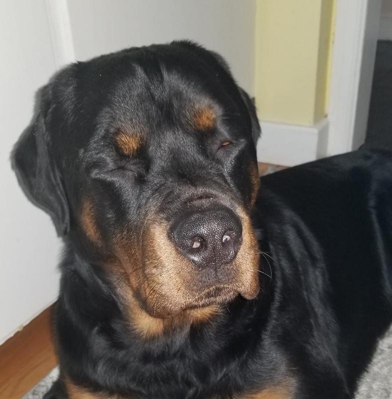 Happy Bo!  Loves his Avoderm.  On it since a baby!!!