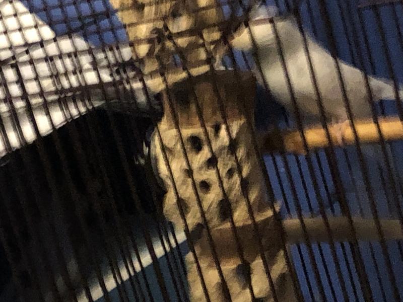 The inspector inspecting his new toy.