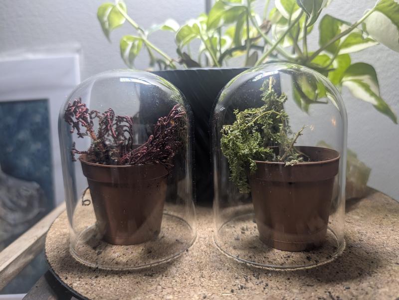 I'm nursing them in these little domes to keep their humidity level up until they're thriving.