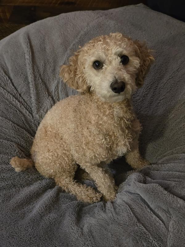 Max - drying his curly locks... robe refused!