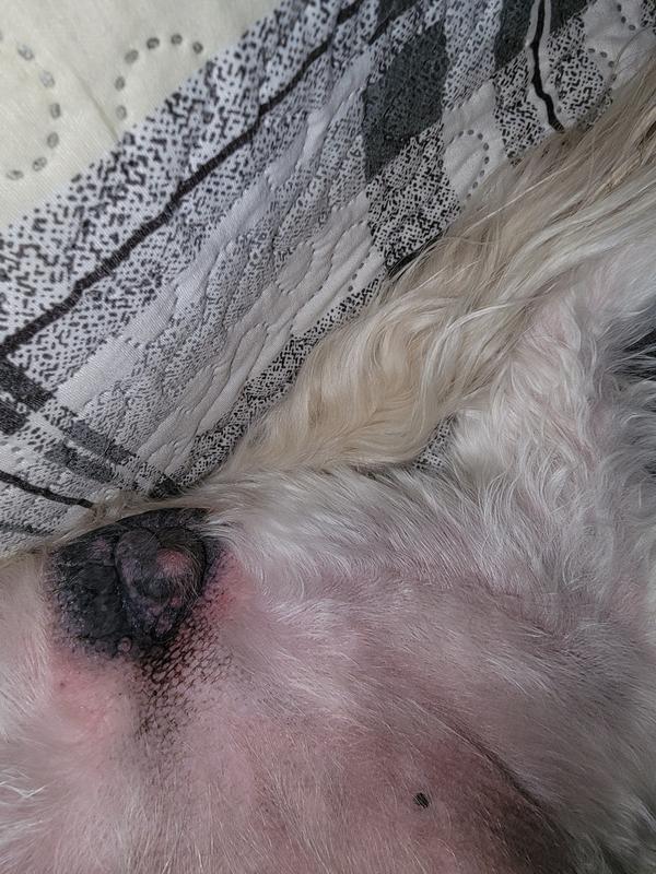 Dog Skin Turning Black Itching