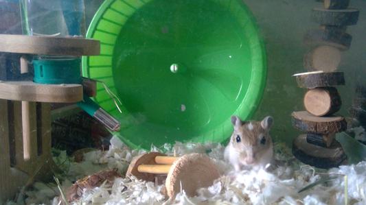 This is Darwin the gerbil :) his brother Gumball is sleeping
