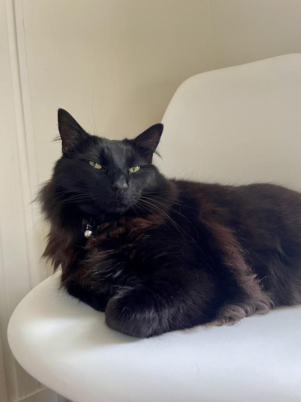 (the face of a cat who thinks I'm cramping his style by admiring his healthy coat)