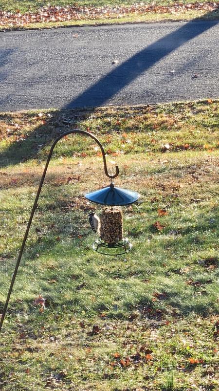 A downy woodpecker enjoying a snack on the new feeder