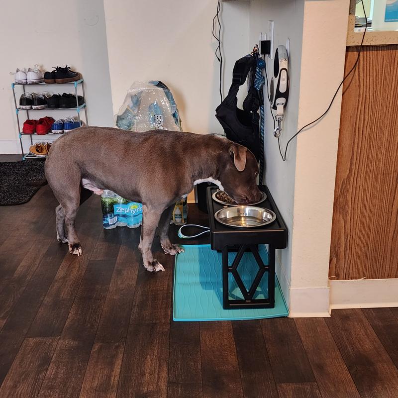 Dazone Dogs Elevated Feeder & Reviews