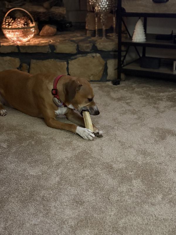 Earth animal, no hide bones