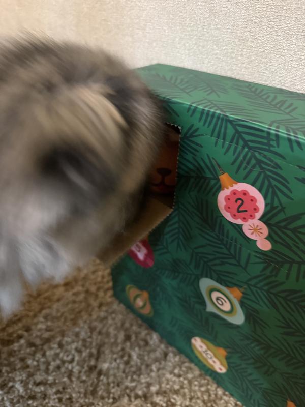 Day 1 getting a new toy