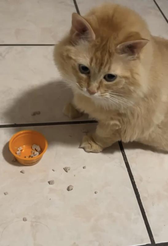 Meow Mix Simple Servings with Real Chicken Breast In Gravy Cat Food Trays