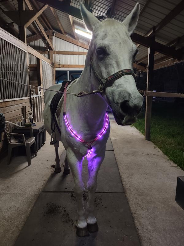 Jesse, my lovely 26 year old Quarter horse.