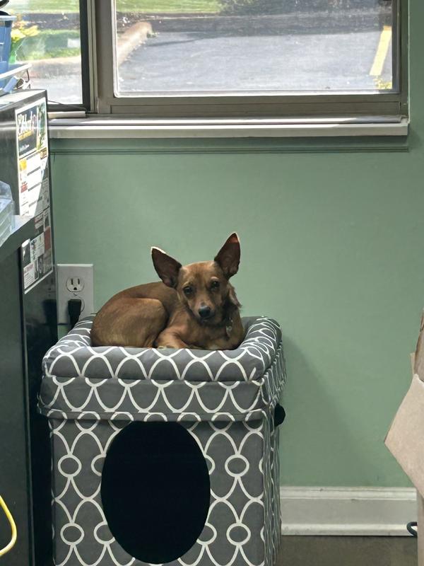 Tan chihuahua mix on a gray and white cat cube