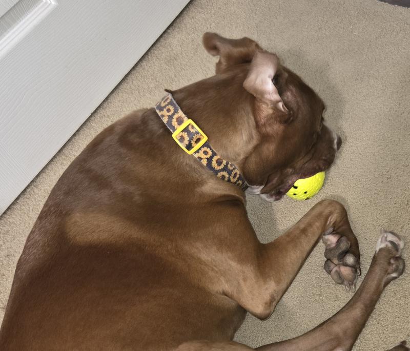 I'm bound and determined to destroy this ball!