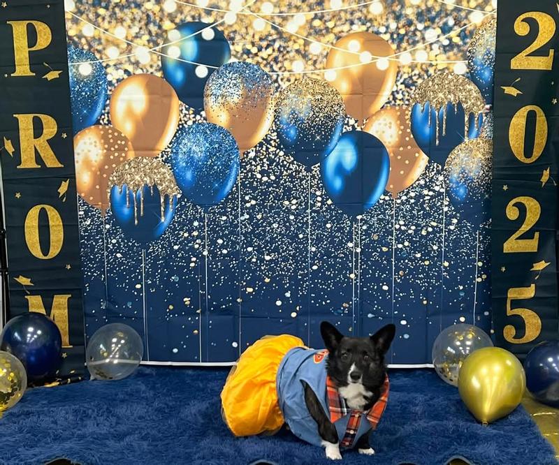 Doggie Daycare Prom