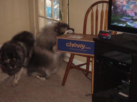 "If I rest my chin on the Chewy Box & think real hard ... it will open for me!"