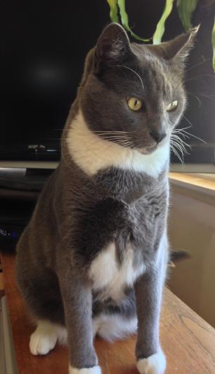 Lucky Boy's morning ritual watching the birdies