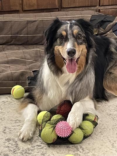 Ollie's motto is :You can NEVER have enough balls