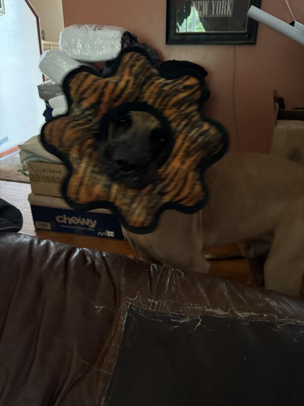 Oliver Great Dane male pup 5 Months old with his Tuffy Mega Gear Ring Squeaky Plush