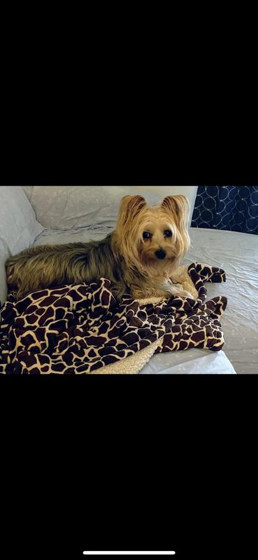 This is Champ. He’s my little almost 15 year old Yorkie.