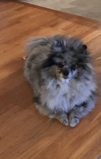 Greyson, he is a Blue Merle Pomeranian