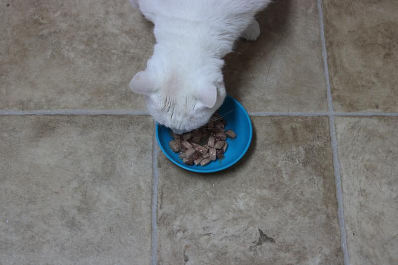 Licking up the gravy