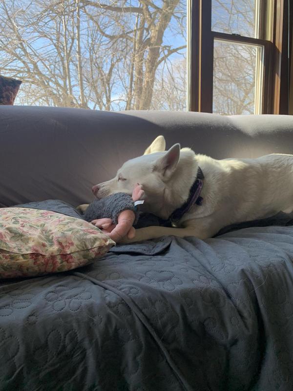 Kora and her squeak possum