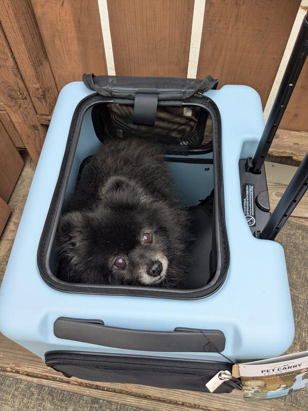 PETICO iCO Dog & Cat Carrier, Sky Blue & White, 23-in - Chewy.com