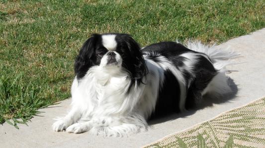 Molly