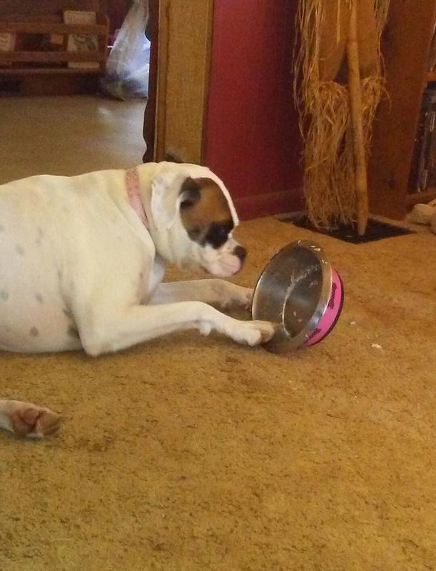 HILL'S SCIENCE DIET Adult Sensitive Stomach & Skin Tender Turkey & Rice Stew Canned Dog Food