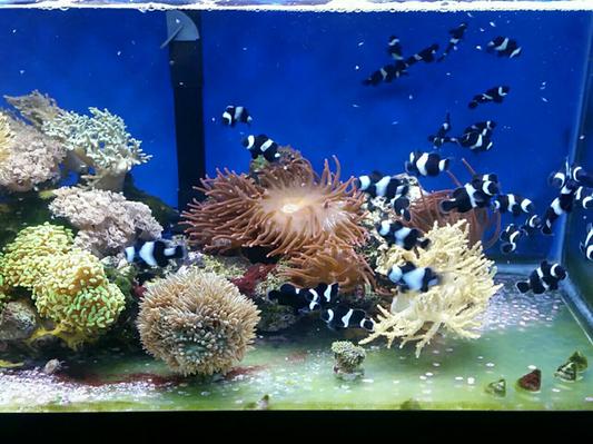 My 40 breeder for my clownfish