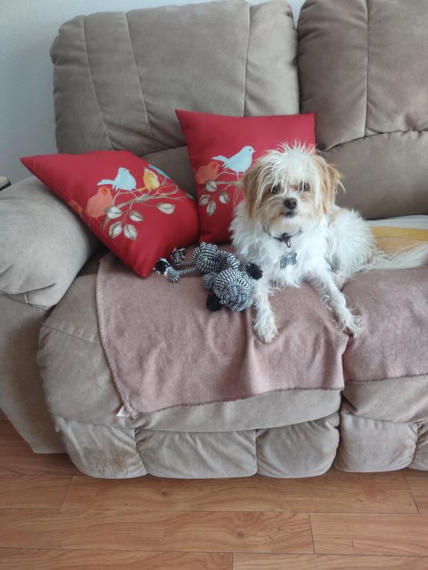 Zubi and his new favorite toy