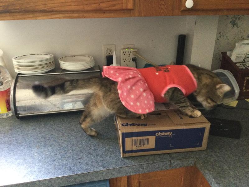 Frisco Time to Shine Dog & Cat Dress