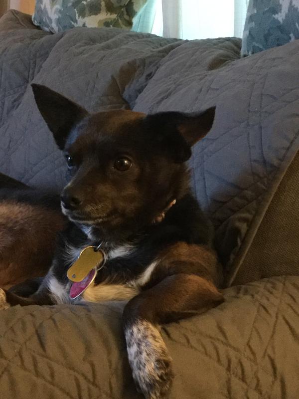 Peanut; Peanut and Pepper; Baby