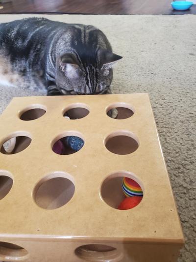 smart cat peek and play toy box