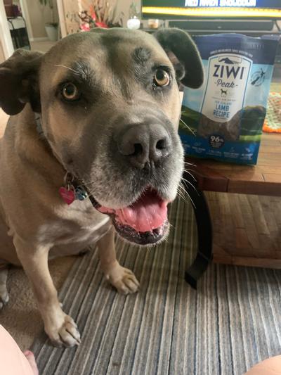 Ziwi dog hotsell food reviews