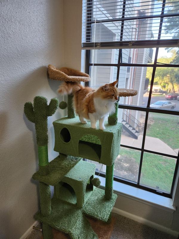 Fluffy orange cat standing on top of the cat tree