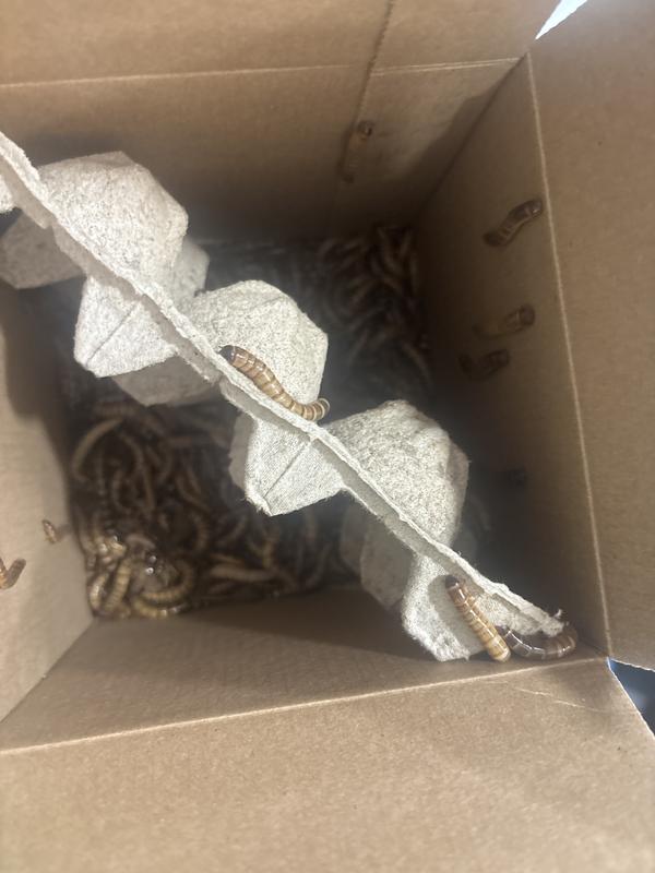 Nice bugs bad packaging