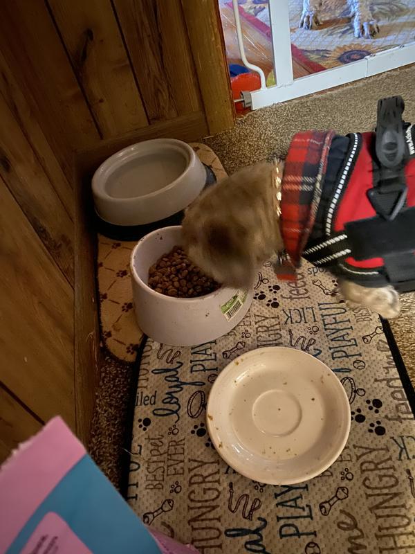 Layla my picky eater