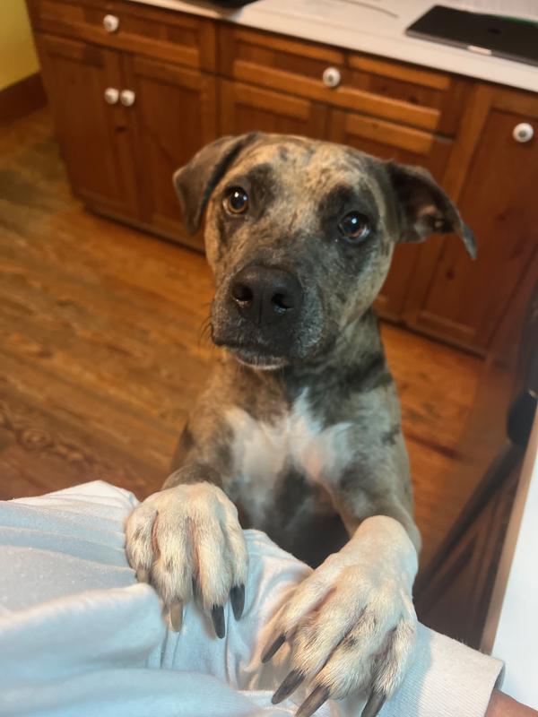 Bye Bye Mom! Where's my Chewy Stick?