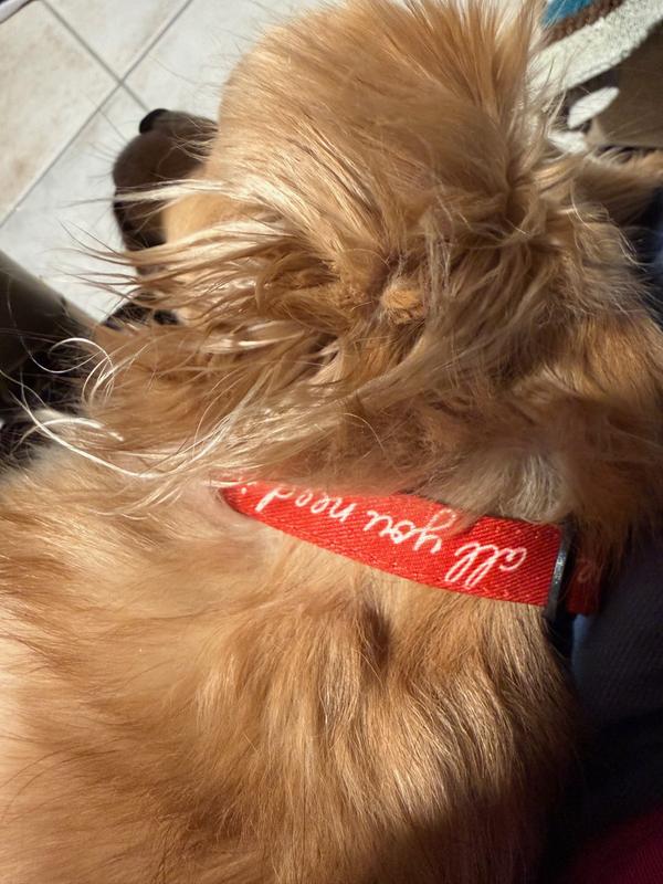 Coby sleeping in his new collar. It's so comfy!