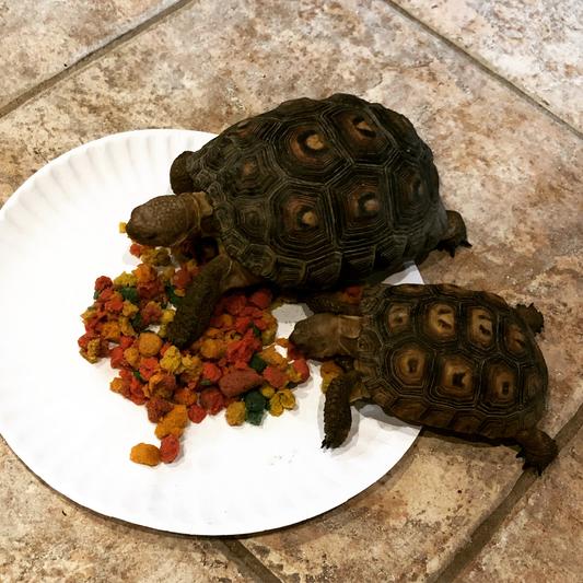 Fluker's hotsell tortoise food