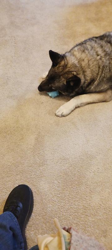 Happy chewer