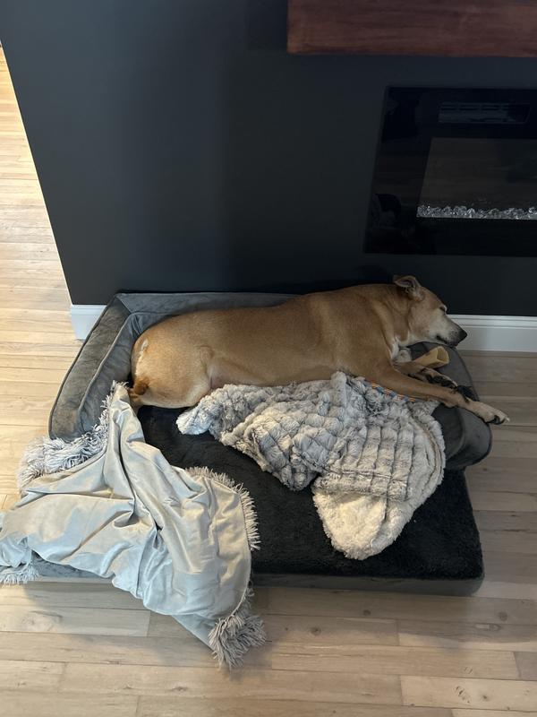 Dog in her bed with blankets