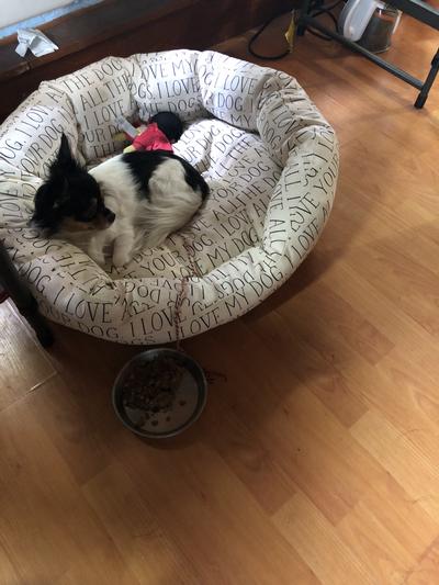Tica in her new bed.  Working from home.