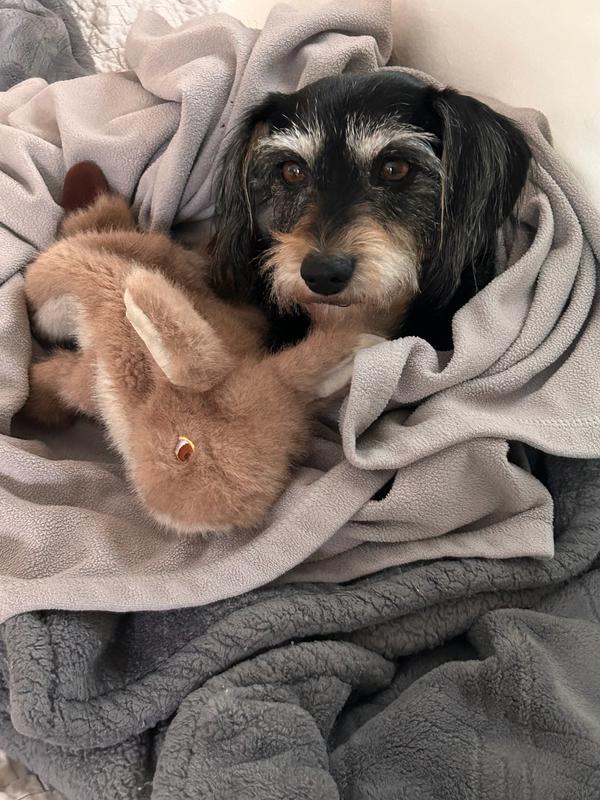 Cozy time with FluffBunny